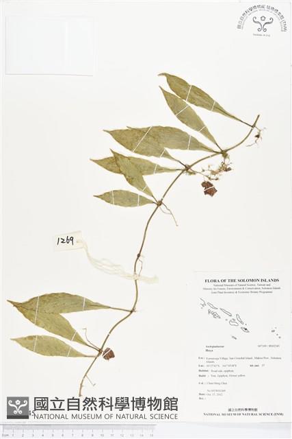 登錄號:BS02245藏品圖，第1張