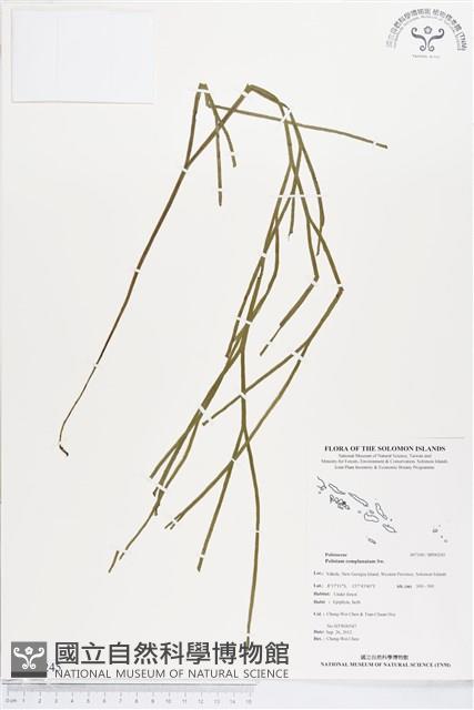 垂枝松葉蕨藏品圖，第1張