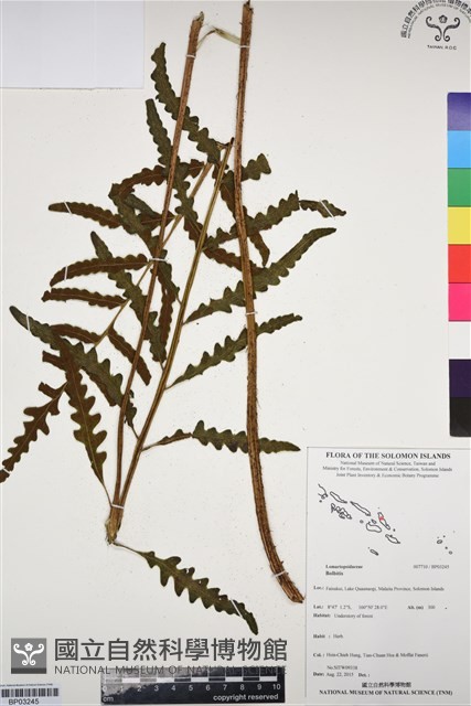 登錄號:BP03245藏品圖，第1張