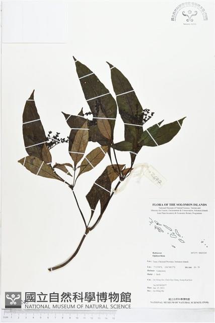 登錄號:BS03245藏品圖，第1張