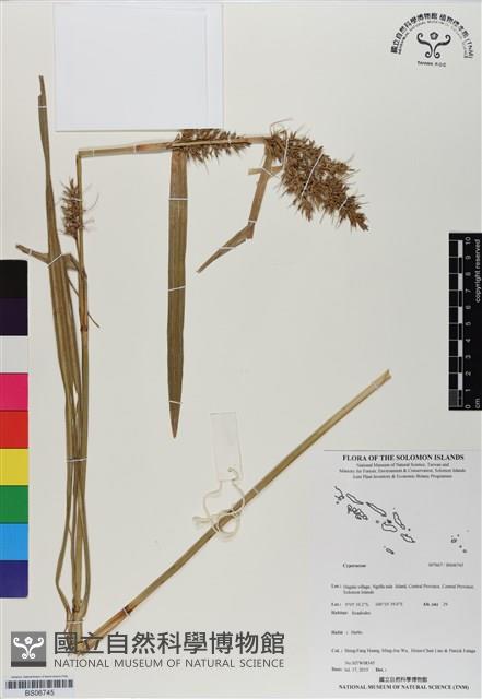 登錄號:BS06745藏品圖，第1張