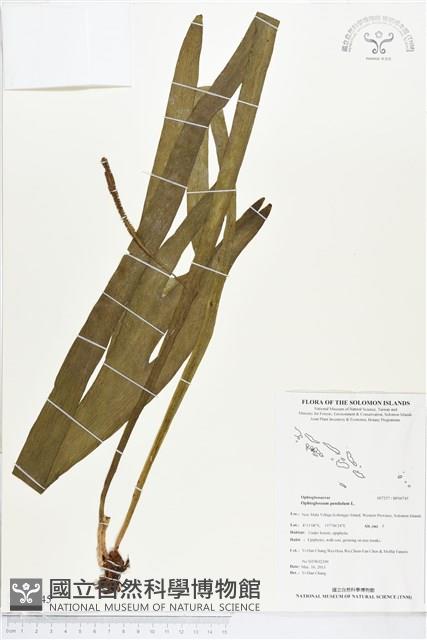 帶狀瓶爾小草藏品圖，第1張