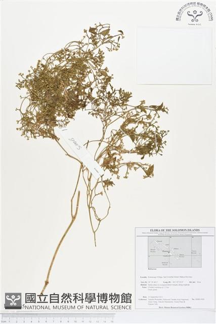 Accession Number:BS01745 Collection Image