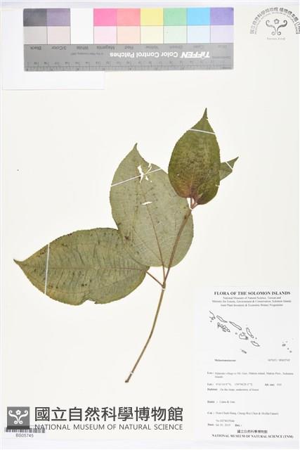 登錄號:BS05745藏品圖，第1張