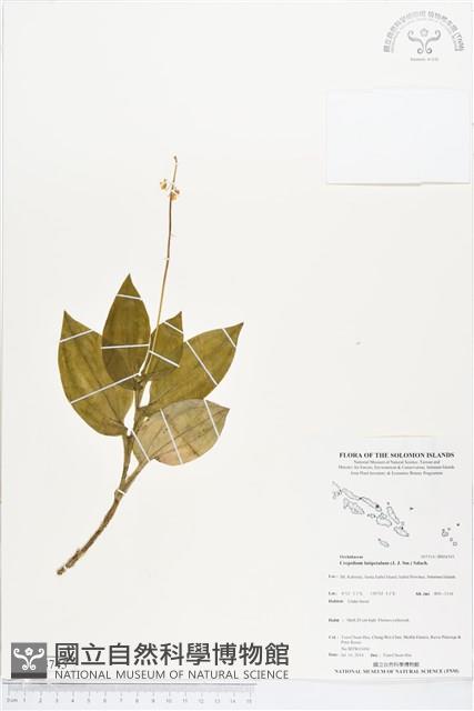 登錄號:BS04745藏品圖，第1張