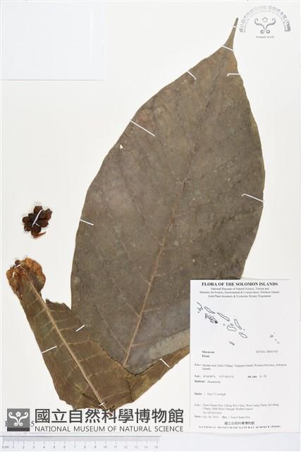 登錄號:BS03745藏品圖，第1張