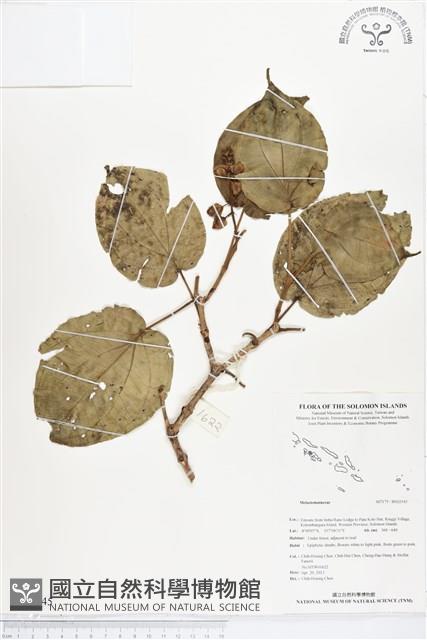 登錄號:BS02545藏品圖，第1張