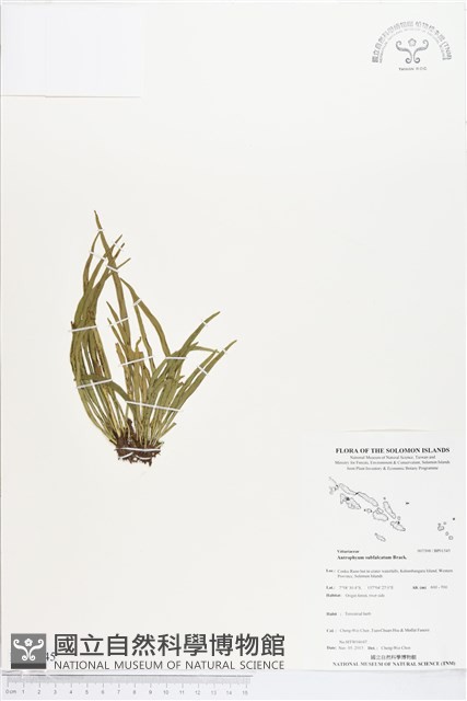登錄號:BP01545藏品圖，第1張