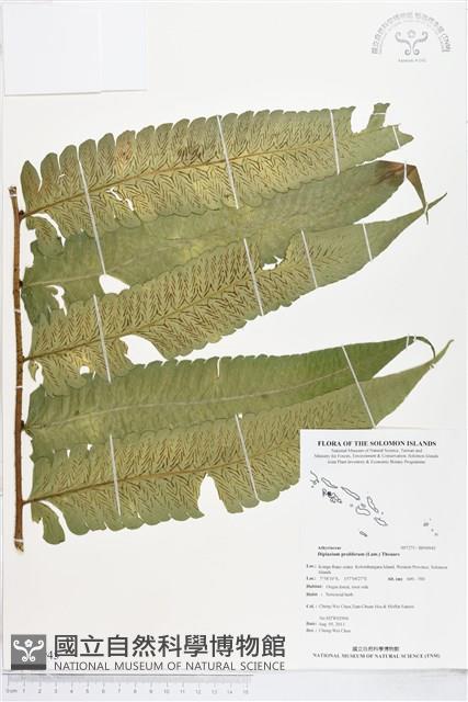 多生菜蕨藏品圖，第1張