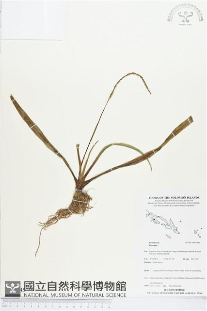 登錄號:BS03945藏品圖，第1張