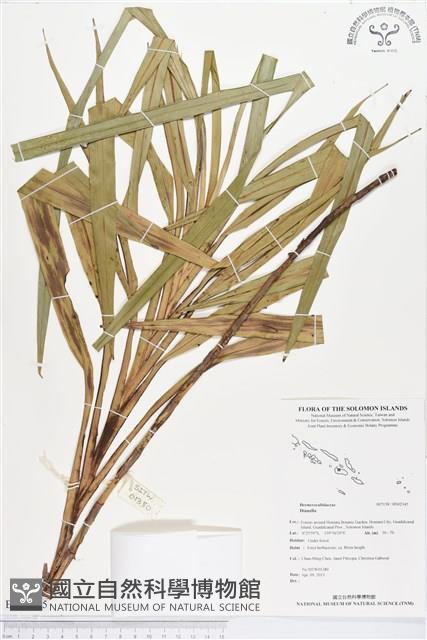 登錄號:BS02345藏品圖，第1張