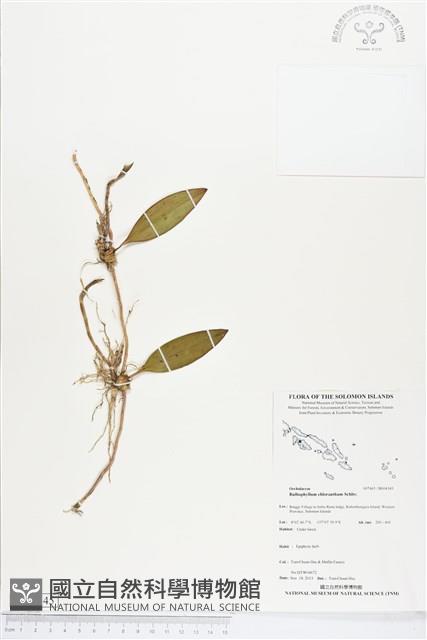 登錄號:BS04345藏品圖，第1張