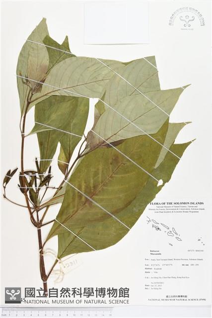 登錄號:BS03345藏品圖，第1張