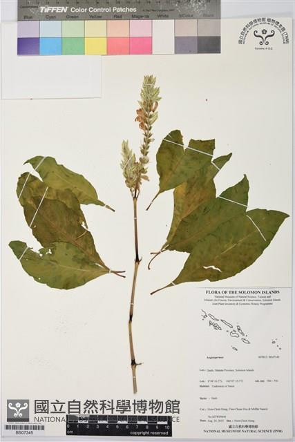 登錄號:BS07345藏品圖，第1張