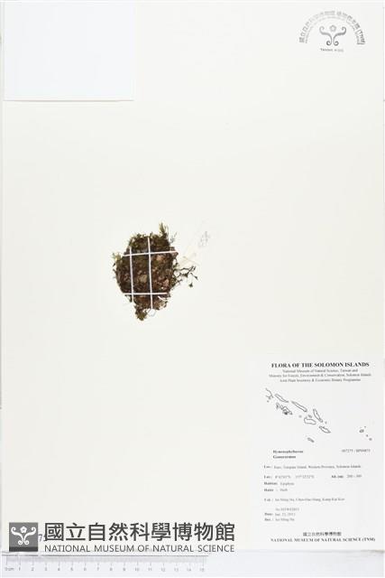 Accession Number:BP00875 Collection Image