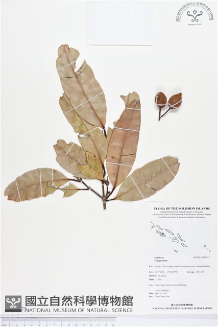 登錄號:BS01875藏品圖，第1張