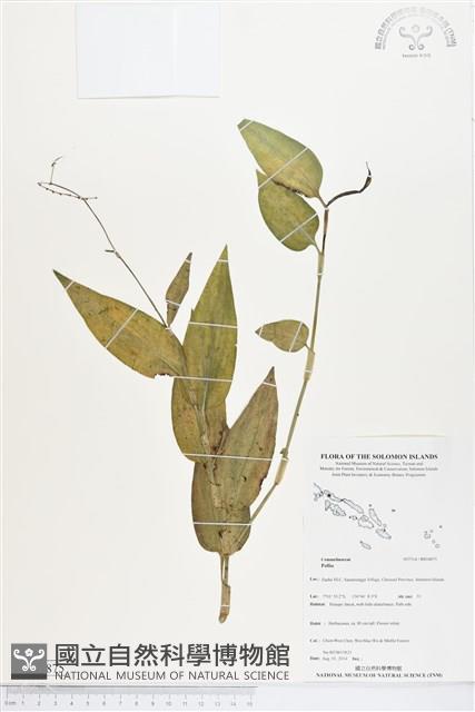 登錄號:BS04875藏品圖，第1張