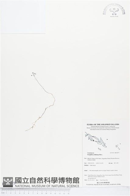 登錄號:BS03875藏品圖，第1張