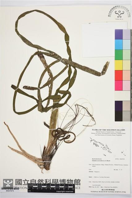 登錄號:BS07875藏品圖，第1張