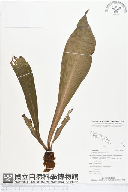 水芋葉車前、美葉車前蕨藏品圖，第1張