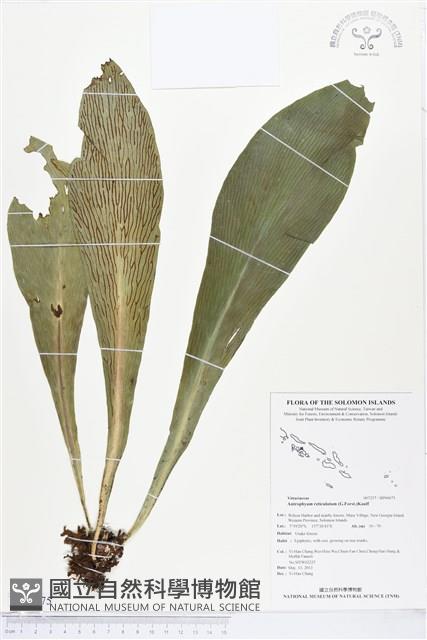 登錄號:BP00675藏品圖，第1張