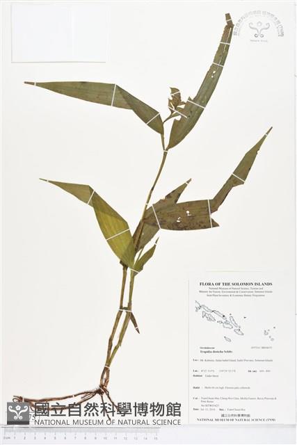 登錄號:BS04675藏品圖，第1張