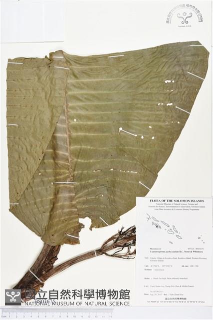 登錄號:BS03675藏品圖，第1張