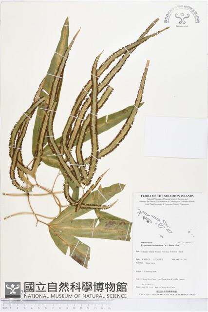 登錄號:BP01175藏品圖，第1張