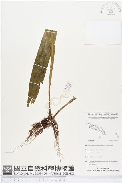 登錄號:BS04175藏品圖，第1張