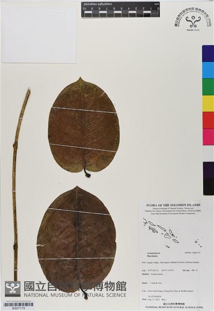 登錄號:BS07175藏品圖，第1張