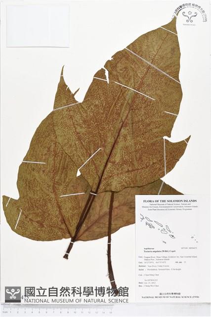 登錄號:BP00475藏品圖，第1張