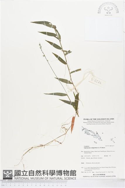 竹葉草藏品圖，第1張