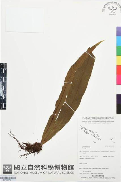 登錄號:BP03475藏品圖，第1張