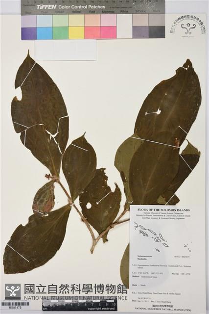 登錄號:BS07475藏品圖，第1張