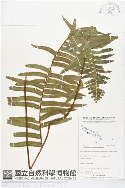 毛葉腎蕨藏品圖，第1張