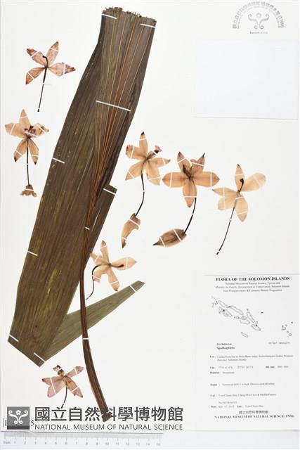 登錄號:BS04275藏品圖，第1張