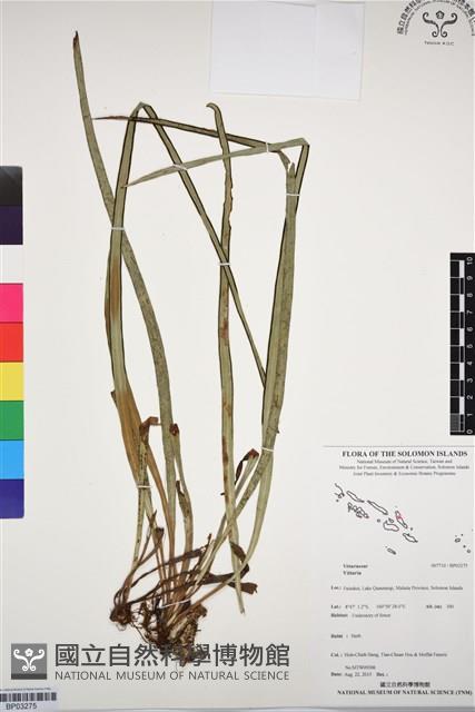 登錄號:BP03275藏品圖，第1張