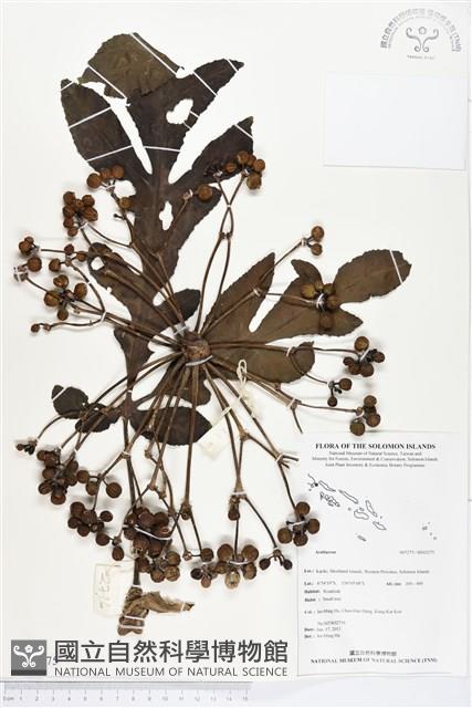 登錄號:BS03275藏品圖，第1張