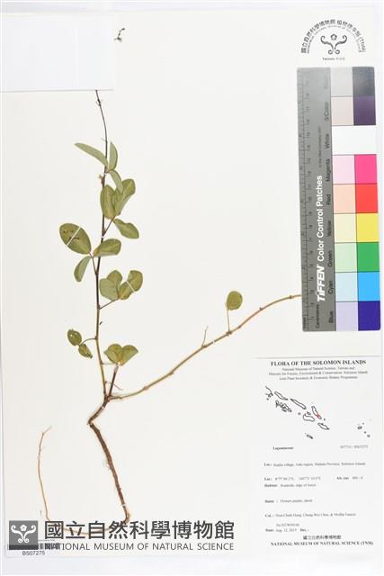 登錄號:BS07275藏品圖，第1張