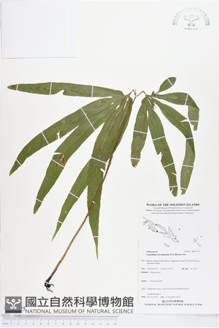 登錄號:BP01775藏品圖，第1張