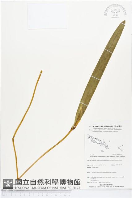 登錄號:BS04775藏品圖，第1張