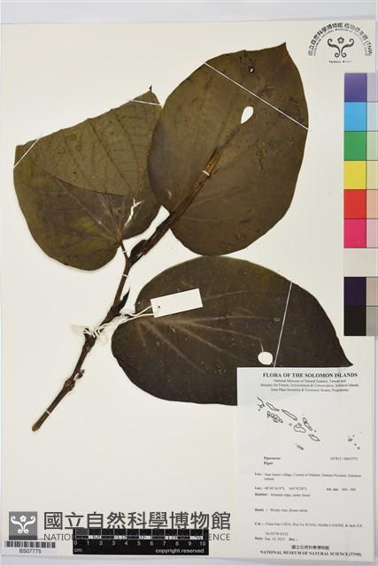 登錄號:BS07775藏品圖，第1張