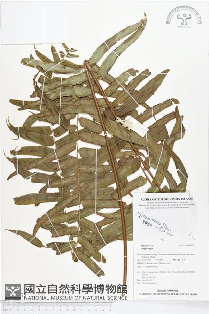 登錄號:BP00575藏品圖，第1張