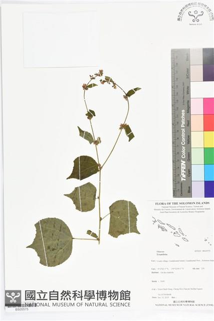 登錄號:BS05575藏品圖，第1張