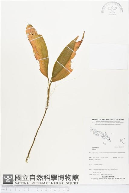 登錄號:BS04575藏品圖，第1張