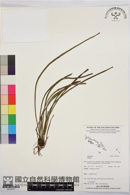 登錄號:BP03575藏品圖，第1張