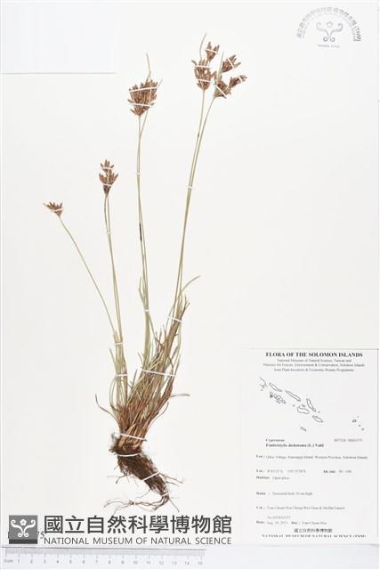 竹子飄拂草藏品圖，第1張