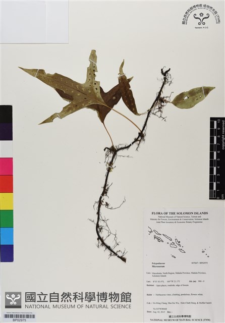 登錄號:BP02975藏品圖，第1張