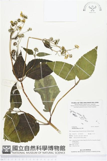 雙花蟛蜞菊藏品圖，第1張