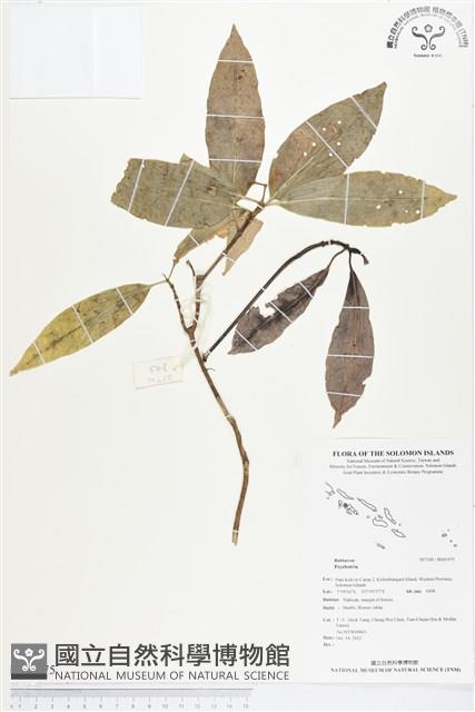 登錄號:BS01975藏品圖，第1張